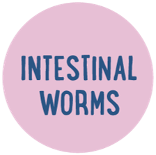 The words Intestinal Worms in blue on a pink background.