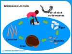 Schistosome-life-cycle