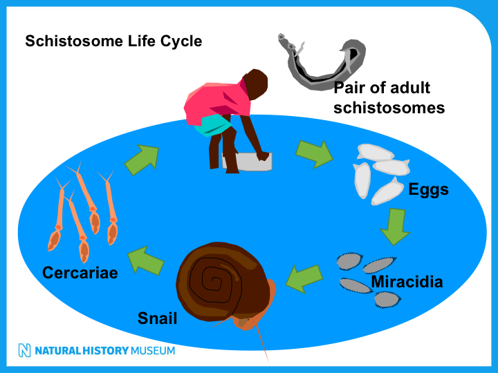 Schistosomelifecycle Children for Health
