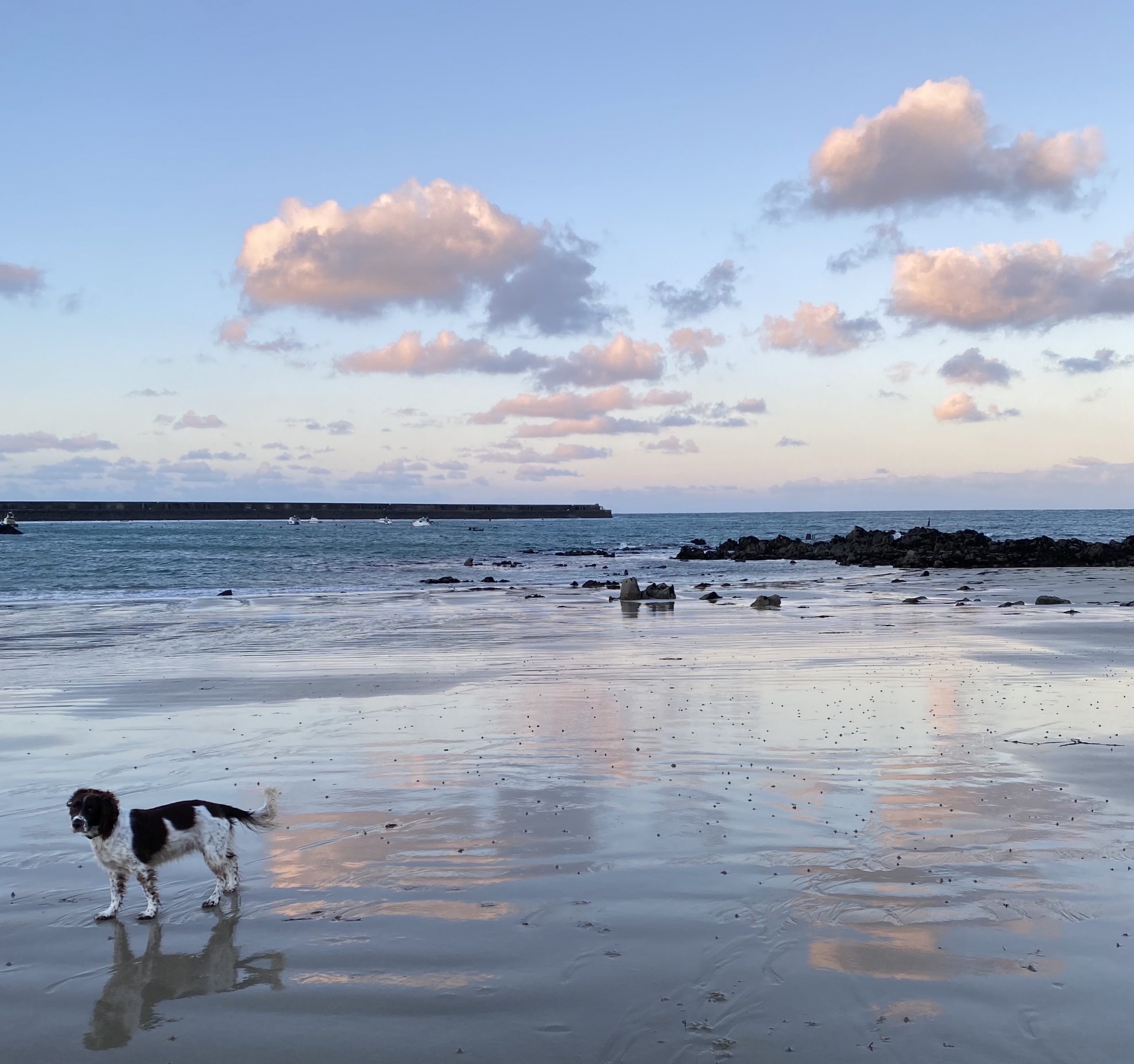 A photograph of a King Charles Spanial dog on a beach.