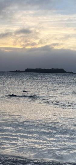 Dawn light over a calm sea with a person swimming to the left and a seal head visible nearby.