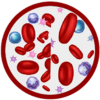 anaemia